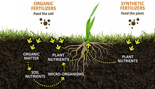 How Does Fertilizer Affect Plants Grow