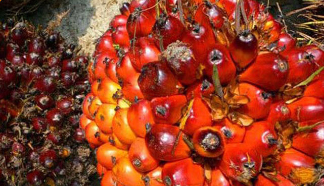 palm oil waste organic fertilizer production technology